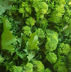 105 - Broccoli Rabe 40 Day Cima Di Rapa Quarantina Riccia Di Sarno NON-GMO