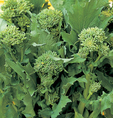 107 - Broccoli Rabe 60 Day Cima Di Rapa Sessantina Riccia Di Sarno NON-GMO