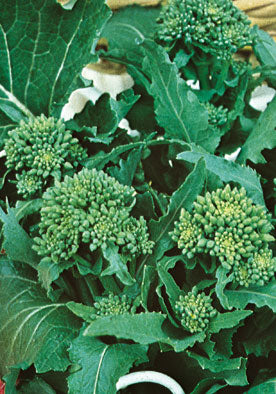 111 - Broccoli Rabe 90 Day Cima Di Rapa Novantina Di Sarno NON-GMO