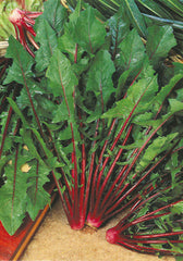 115 - Chicory Red Stalk Cicoria Greco NON-GMO