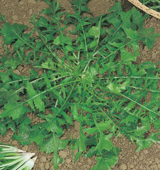 126 - Wild Dandelion Cicoria Selvatica Da Campo NON-GMO