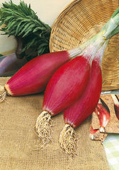 161 - Tropea Red Onion Cipolla Rossa Lunga NON-GMO