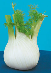 166 - Fennel Finocchio Di Sarno NON-GMO