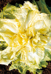 186 - Escarole-Full Heart