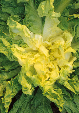 188 - Escarole Gigante Degli Ortolani NON-GMO