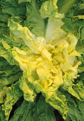 188 - Escarole Gigante Degli Ortolani NON-GMO