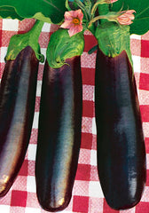 244 - Eggplant Long Melanzana Lunga Di Napoli  NON-GMO