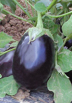 TM247 - Goffa Melanzana Eggplant Hybrid F1 99% Germination NON-GMO