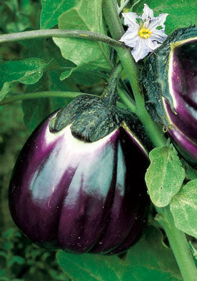 250 - Sicilian Eggplant Melanzana Violetta Di Firenze NON-GMO