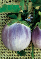 254 - Melanzana Romanesco Rotonda Bianca Sfumata Eggplant