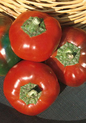 TM269 - Chiokiera Peperone Sweet Stuffing Pepper Hybrid F1 99% Germination NON-GMO