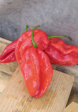 TM277 - Scotch Bonnet Red Spicy Peppers 99% Germination NON-GMO