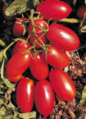302 - San Marzano Tomato Pomodoro Nano (DETERM) NON-GMO