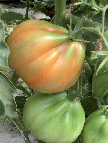 TM304 - Cuor Di Albenga Tomato Pomodoro 99% Germination NON-GMO