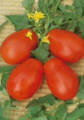 306 - Roma (DETERM) V.F. Tomato Pomodoro Heirloom NON-GMO