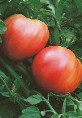 318 - Heart Tomato Pomodoro Cuor Di Bue Heirloom (INDETERM) NON-GMO