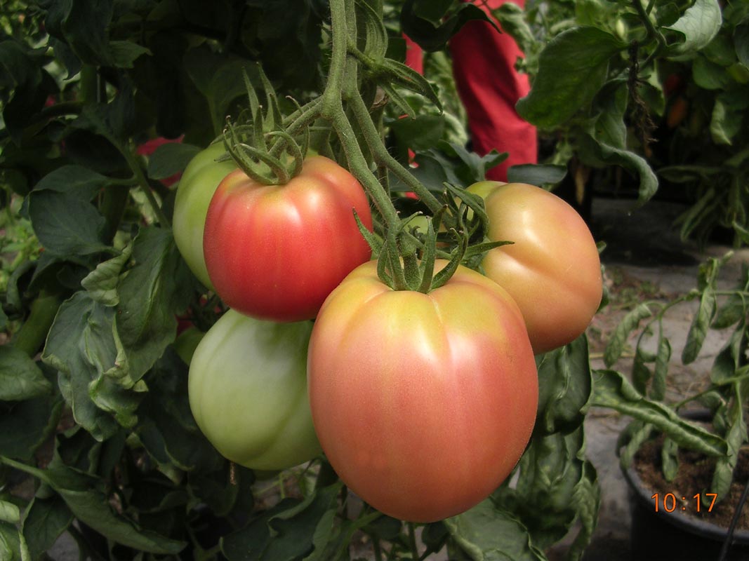 TM319 - Sorent Tomato Pomodoro 99% Germination NON-GMO