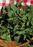 358 - Arugula Cultivated Rucola Coltivata NON-GMO