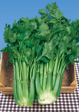 364 - Celery Dwarf Sedano D'Elne NON-GMO