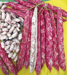 FAG370 - Cranberry Borlotto Bush Beans Fagiolo Nano Lingua di Fuoco NON-GMO