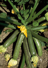 382 - San Pasquale Squash Zucchini NON-GMO