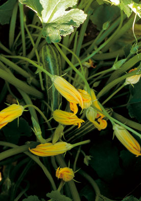 386 - Zucchini Flowers Only Zucchino Alberello Sel Valery NON-GMO