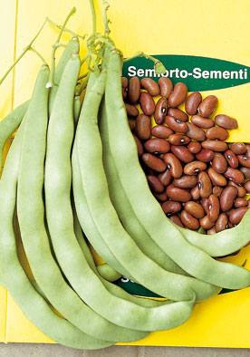 FAG400 -Garrafal Oro Green Pole Beans Fagiolo Rampicante Settembrino NON-GMO
