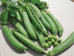 PIS411TM Pole Peas Pisello Mezza Rama NON-GMO