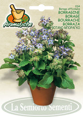 34 - Borage Borragine NON-GMO