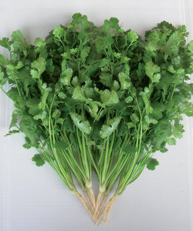 658 - Cilantro Coriander Coriandolo NON-GMO