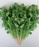 658 - Cilantro Coriander Coriandolo NON-GMO