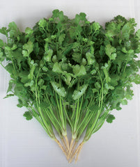 658 - Cilantro Coriander Coriandolo NON-GMO