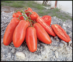 TM100 - Cento per Cento F1 (San Marzano Hybrid) Tomato Pomodoro 99% Germination NON-GMO