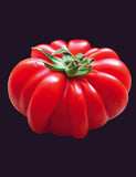 TM3161- Costoluto Fiorentino Tomato Pomodoro 99% Germination NON-GMO