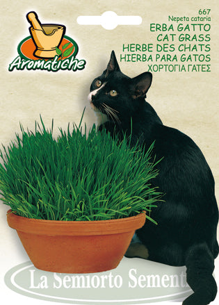667 - Cat Grass Erba Gatto NON-GMO