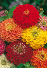 FL612 - Zinnia Mix Lilliput Doppia In Miscuglio