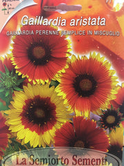 FL543 - Gaillardia Mix Perenne Semplice In Miscuglio